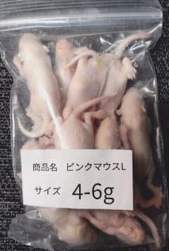 送料無料 冷凍ピンクマウスL100匹 - メルカリ