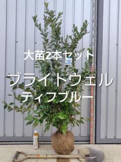 ブルーベリー苗 ブライトウェル＆ティフブルー大苗2本セット - メルカリ