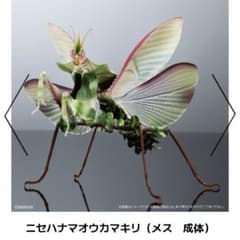 未開封 いきもの大図鑑 ニセハナマオウカマキリ メス - メルカリ