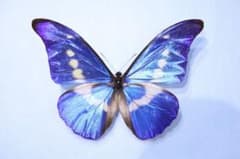 ヘレナモルフォ！標本！1 - メルカリ