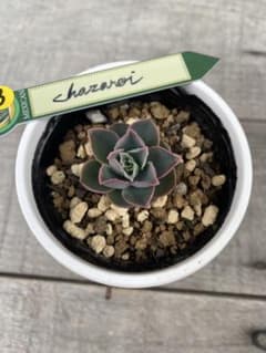 3 希少 原種 チャザロイ Echeveria chazaroi - メルカリ