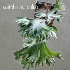 OC株 veitchii cv.celso Tatsutaセルソビカクシダ20 - メルカリ