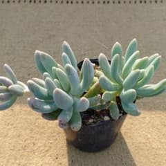 乙女心×S.sinforosanum多肉植物抜き苗 うに - メルカリ