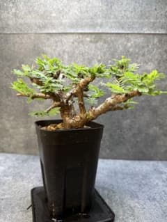 センナ メリディオナリス 海外実生 発根済み 505 - メルカリ