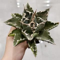 w243アガベ チタノタ 狂刺