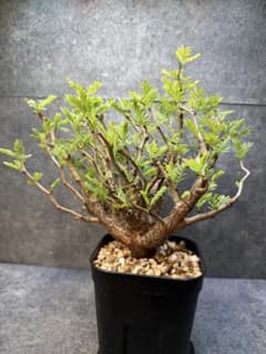 センナ メリディオナリス 海外実生 発根済み 503 - メルカリ