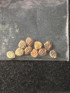 アデニア ペチュエリー 種子5粒 A - メルカリ