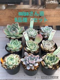 多肉植物 miyaさん苗♡9品種抜き苗セット - メルカリ