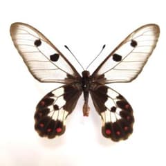 蝶標本 ウスバジャコウアゲハ - メルカリ