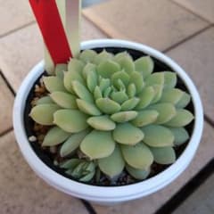 札付き おらいさん✡️008 子株付ちょこん✡️ミックスベリア 多肉