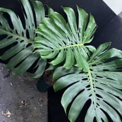 モンステラデリシオーサマクロコズム超希少系統鉢植え77㎝ - メルカリ