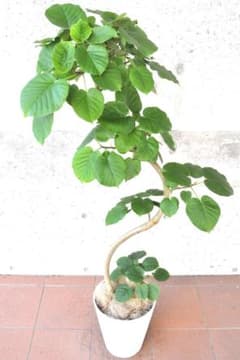 フィカス ウンベラータ 10号 152cm S-shaped tree form - メルカリ