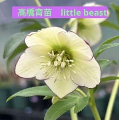 クリスマスローズ開花株【高橋育苗】リトルビーストデュメトルム系ss