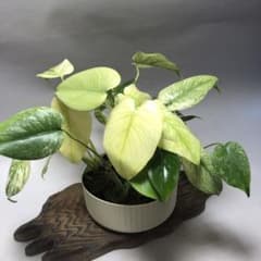 MS62 5株セット【特別選抜】ホワイトモンスター／天津蘭 モンステラ