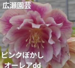 ☆クリスマスローズ： 広瀬園芸・ 【ピンクぼかしオーレアDD】蕾付き