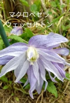 405 ＊アトラゲネ系クレマチス（マクロベタラウェッセルトン）1年苗