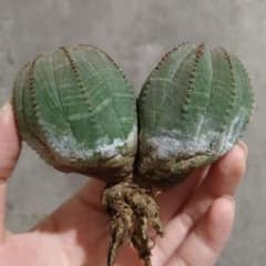 B17848☆オークション☆ユーフォルビア オベサ ダブルヘッド 美株