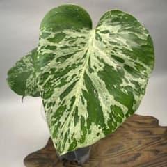 m84812208995_1.jpg?1765636996