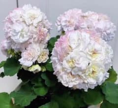 超珍しい品種ゼラニウム 日本初ゼラニウム苗 MT01 - メルカリ