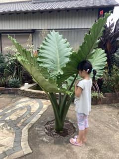 超大型種 アロカシア ポルトドラ No.1 - メルカリ