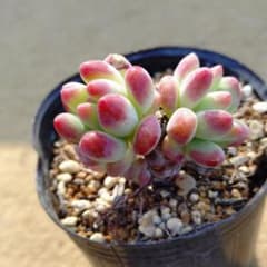 乙女心×メキシコプリドニス 多肉植物抜き苗うに - メルカリ