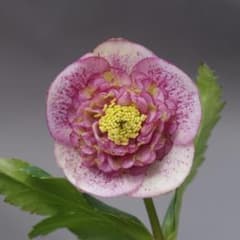 m80076302378_1.jpg?1738558884