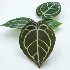 m81357344483_1.jpg?1761678074