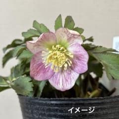 準備中】大木ナーセリー クリスマスローズ ポーセリンSS プリティ