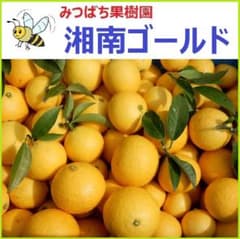 みつばち果樹園 湘南ゴールド 2.7kg サイズmix - メルカリ