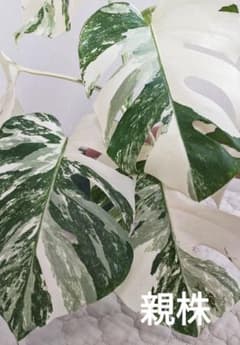 極美 斑入りモンステラ茎 2芽 ホワイトタイガー ボルシギアナ 88
