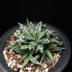 アガベ 笹の雪‼️ 名峰富士 ‼️ 5子株付き - メルカリ