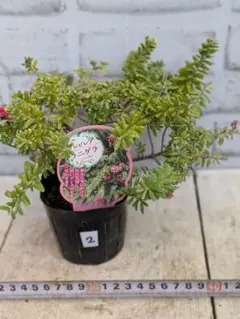 2026年最新】グレビレアの人気アイテム - メルカリ