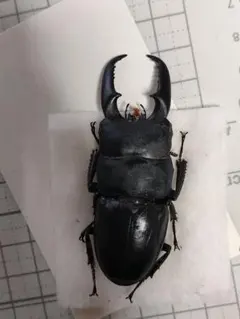 2026年最新】ヒラタクワガタ 標本の人気アイテム - メルカリ