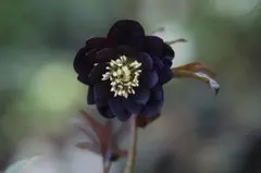 クリスマスローズ 認定！美黒姫 加藤農園 - メルカリ