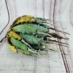 2026年最新】エボリスピナ ベアルートの人気アイテム - メルカリ