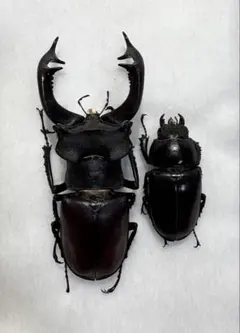 2026年最新】ミヤマクワガタ 標本の人気アイテム - メルカリ