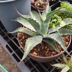 2026年最新】サルミアナの人気アイテム - メルカリ