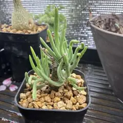 2026年最新】チレコドン ペアルソニーの人気アイテム - メルカリ