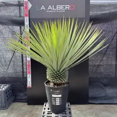 2026年最新】ロストラータ ブルーの人気アイテム - メルカリ