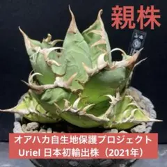 2026年最新】オアハカ 子株の人気アイテム - メルカリ