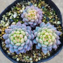 2026年最新】おらいさん苗 円の人気アイテム - メルカリ