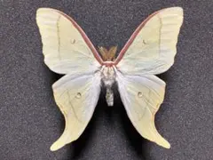 2026年最新】蛾標本の人気アイテム - メルカリ