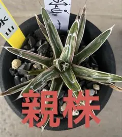 2026年最新】極氷山 アガベの人気アイテム - メルカリ