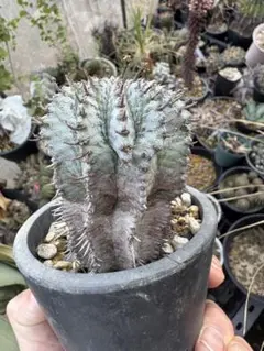 2026年最新】ユーフォルビア ホリダの人気アイテム - メルカリ