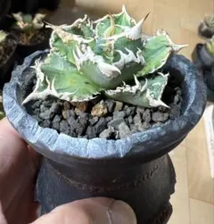 2026年最新】アガベ大白鯊の人気アイテム - メルカリ