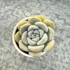 2026年最新】桜大福 多肉の人気アイテム - メルカリ