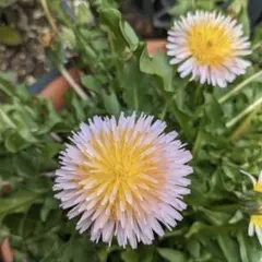 2026年最新】タンポポの人気アイテム - メルカリ