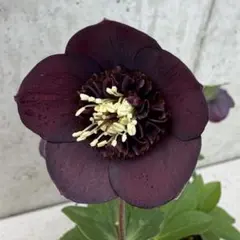 2026年最新】加藤農園モーリーの人気アイテム - メルカリ