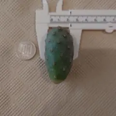 2026年最新】ゲオメトリクスの人気アイテム - メルカリ