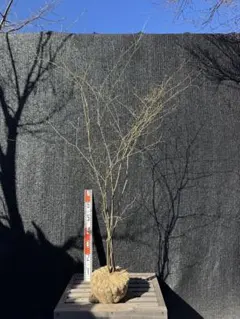 2026年最新】山採り もみじの人気アイテム - メルカリ